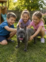 Fendi, a female French Bulldog for sale in Russellville, KY – 7 of 8