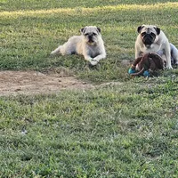 Speckles, a female Pugapoo and Pug for sale in Russellville, KY – Photo 8 of 9