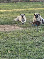 processed/fe789dbd-3318-44fc-a2e1-62add823e94f/listing/8ad3dd5d-6280-497e-91fd-727dc1575f99/094836be-a89c-4dfe-acdf-46d54ec3ff8e