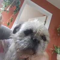 Speckles, a female Pugapoo and Pug for sale in Russellville, KY – Photo 5 of 9