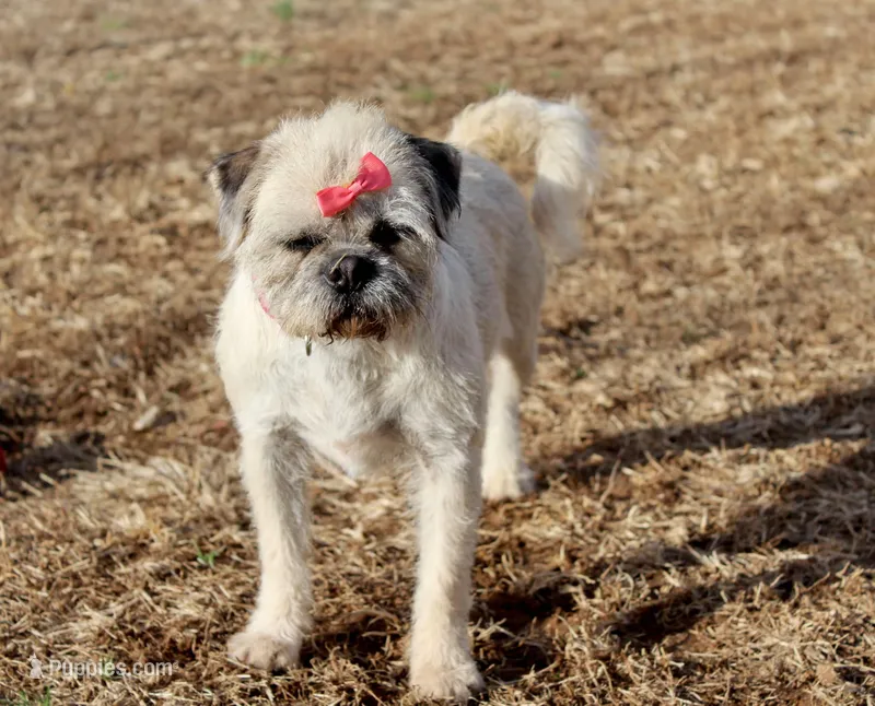 Speckles – Pugapoo, Pug puppy for sale in Russellville, KY
