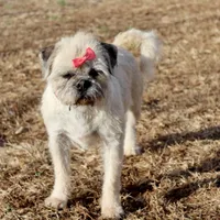 Speckles, a female Pugapoo and Pug for sale in Russellville, KY – Photo 1 of 9