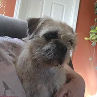 Speckles, a female Pugapoo and Pug for sale in Russellville, KY – Photo 4 of 9