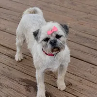 Speckles, a female Pugapoo and Pug for sale in Russellville, KY – Photo 2 of 9