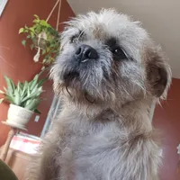 Speckles, a female Pugapoo and Pug for sale in Russellville, KY – Photo 3 of 9