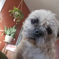 Speckles, a female Pugapoo and Pug for sale in Russellville, KY – Photo 9 of 9