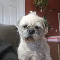 Speckles, a female Pugapoo and Pug for sale in Russellville, KY – Photo 6 of 9