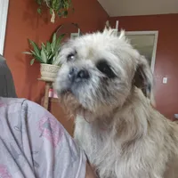 Speckles, a female Pugapoo and Pug for sale in Russellville, KY – Photo 7 of 9