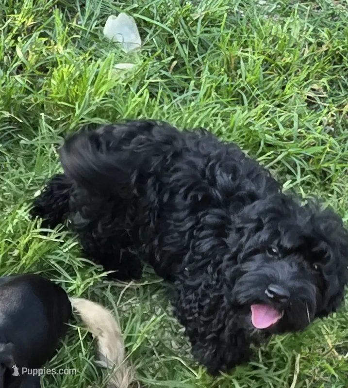 Onyx – Cocker Spaniel, Poodle - Toy  puppy for sale in Russellville, KY