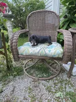 Doug, a male Miniature Dachshund for sale in Russellville, KY – 7 of 9