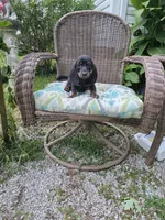 Doug, a male Miniature Dachshund for sale in Russellville, KY – 9 of 9
