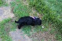Onyx, a female Cockapoo and Poodle - Toy  for sale in Russellville, KY – 7 of 7