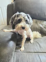Romeo (blue Merle parti), a male Maltipoo and Maltese for sale in Russellville, KY – 7 of 7