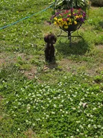 Poodandy, a male Poodle - Toy  for sale in Russellville, KY – 6 of 6