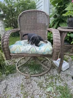 Doug, a male Miniature Dachshund for sale in Russellville, KY – 5 of 9
