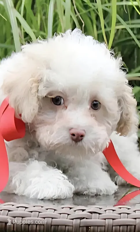 Tiny Tim toy size green eyes – Poodle - Toy , Miniature Aussiedoodle puppy for sale in Russellville, KY