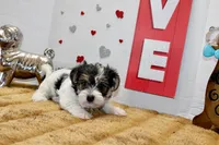 Daisy ( toy size), a female Yorkshire Terrier and Morkie for sale in Russellville, KY – 3 of 5