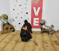 Onyx, a male Shihpoo and Shih Tzu for sale in Russellville, KY – 5 of 7