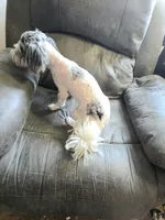 Romeo (blue Merle parti), a male Maltipoo and Maltese for sale in Russellville, KY – 5 of 7