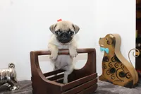 Scooter, a male Pug for sale in Russellville, KY – Photo 4 of 6