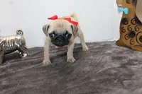 Scooter, a male Pug for sale in Russellville, KY – Photo 6 of 6