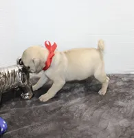 Scooter, a male Pug for sale in Russellville, KY – Photo 2 of 6