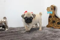 Scooter, a male Pug for sale in Russellville, KY – Photo 5 of 6