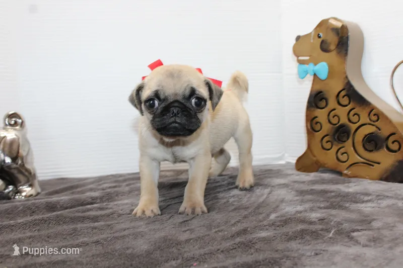 Scooter – Pug puppy for sale in Russellville, KY