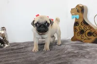 Scooter, a male Pug for sale in Russellville, KY – Photo 1 of 6