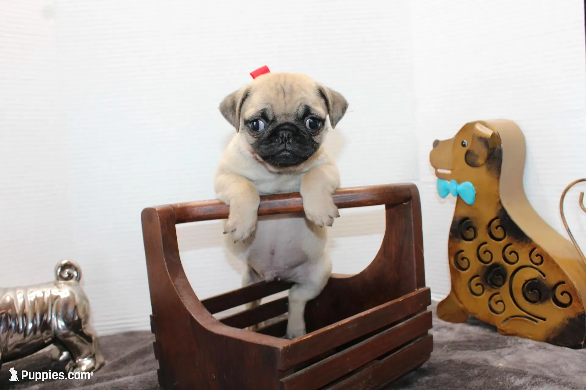 Scooter, a male Pug for sale in Russellville, KY – Photo 3 of 6