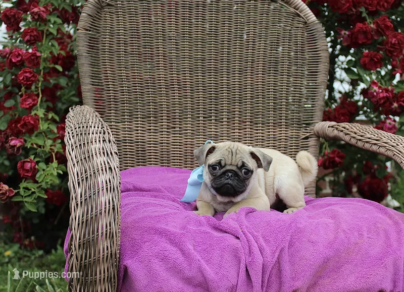 Scooter – Pug puppy for sale in Russellville, KY
