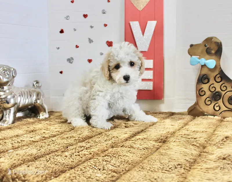 Curly Sue  – Yorkipoo, Poodle - Toy  puppy for sale in Russellville, KY