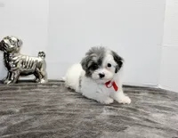 Snoopy, a male Maltese and Poodle - Toy  for sale in Russellville, KY – Photo 3 of 6