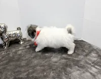 Snoopy, a male Maltese and Poodle - Toy  for sale in Russellville, KY – Photo 2 of 6