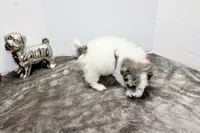 Snoopy, a male Maltese and Poodle - Toy  for sale in Russellville, KY – Photo 6 of 6