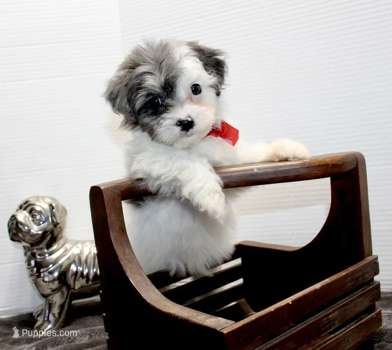 Snoopy – Maltese, Poodle - Toy  puppy for sale in Russellville, KY