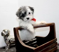 Snoopy, a male Maltese and Poodle - Toy  for sale in Russellville, KY – Photo 1 of 6