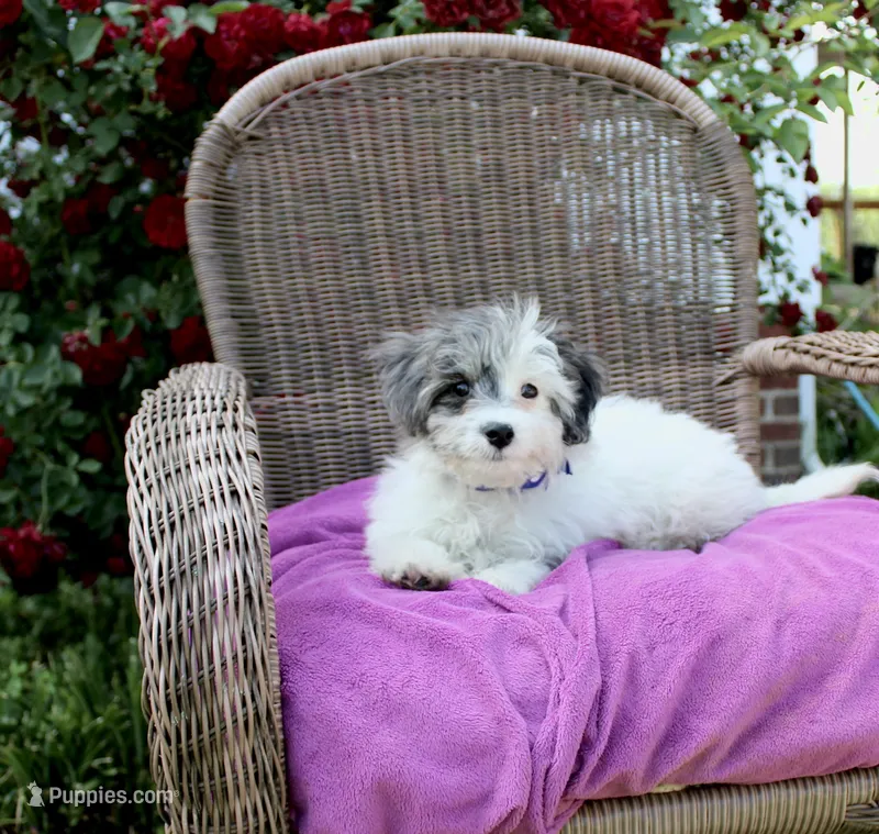 Snoopy – Maltese, Poodle - Toy  puppy for sale in Russellville, KY