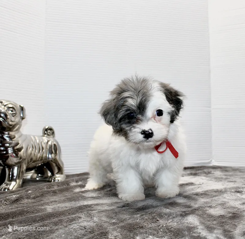 Snoopy – Maltese, Poodle - Toy  puppy for sale in Russellville, KY