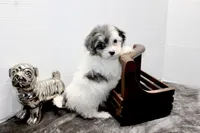 Snoopy, a male Maltese and Poodle - Toy  for sale in Russellville, KY – Photo 5 of 6