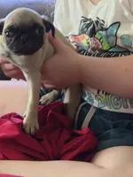 Pugtunia "Purebred", a female Pug for sale in Russellville, KY – 3 of 6