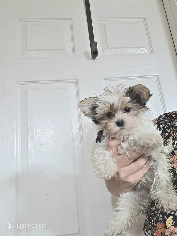 Honey (toy size) – Yorkshire Terrier, Morkie puppy for sale in Russellville, KY