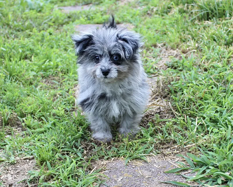 Beebee ,(blue eye) – Pomeranian, Poodle - Toy  puppy for sale in Russellville, KY