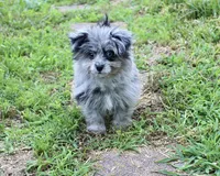 Beebee ,(blue eye), a female Pomeranian and Poodle - Toy  for sale in Russellville, KY – 4 of 9