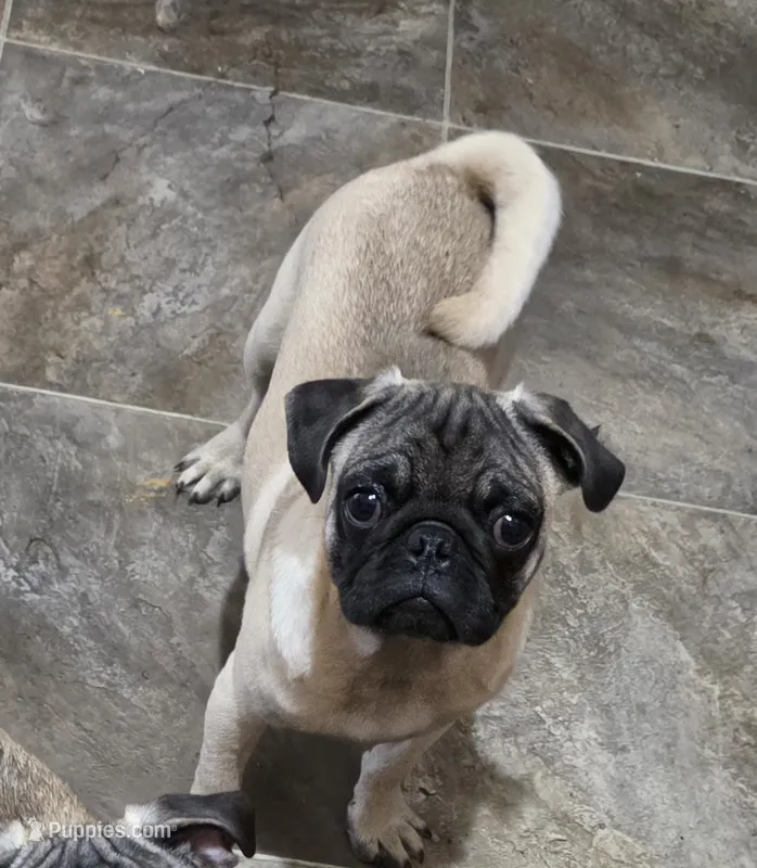 Petey – Pug puppy for sale in Russellville, KY