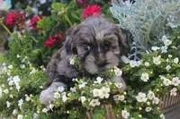 Patches  (blue merel), a female Cockapoo and Poodle - Toy  for sale in Russellville, KY – 2 of 6