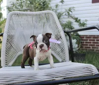 Sweetie pie, a female Boston Terrier for sale in Russellville, KY – 3 of 5