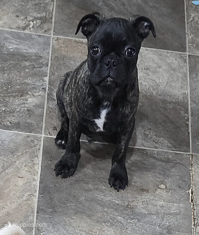 Tank – Boston Terrier, Pug puppy for sale in Russellville, KY