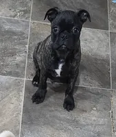 Tank, a male Boston Terrier and Bugg for sale in Russellville, KY – 9 of 10