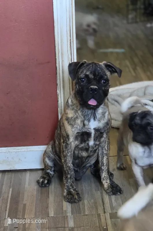Biggie – Boston Terrier, Pug puppy for sale in Russellville, KY